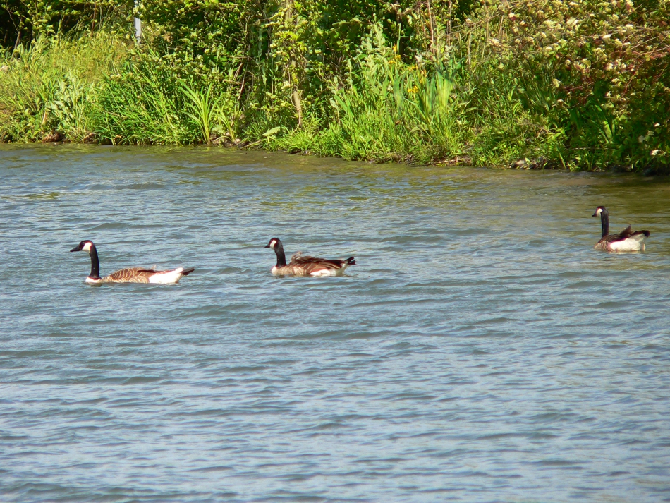 Lippe (Lippborg)